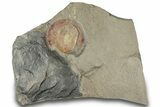 Red Trinucleid Trilobite (Declivolithus) - Mecissi, Morocco #322495-1